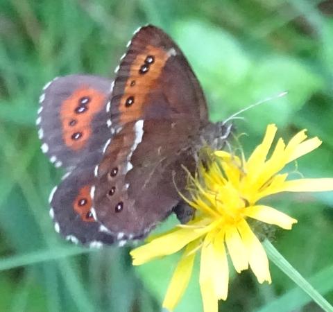 Erebia ligea
